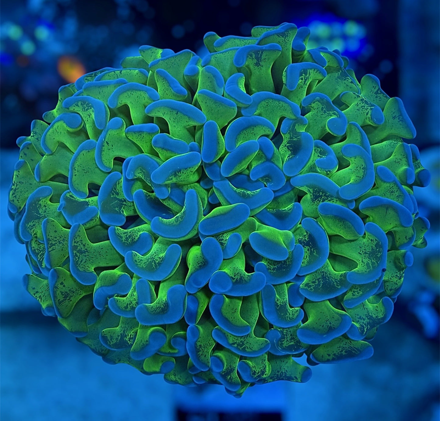 Giant Head Malaysian Toxic Hammer (Branching)